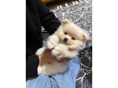 Ayı surat pomeranian boo