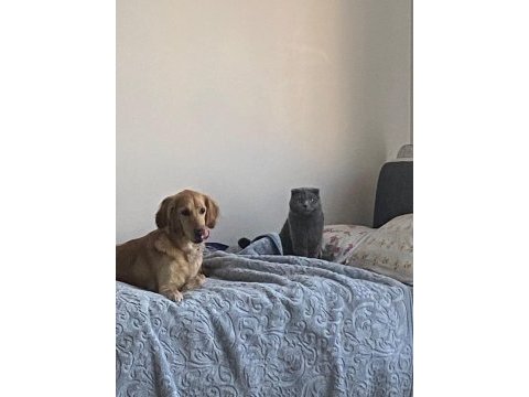 Çok acil sahiplenmek istiyorum golden retriever