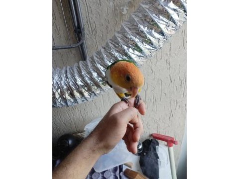 Alışkın erkek caique papağanımız