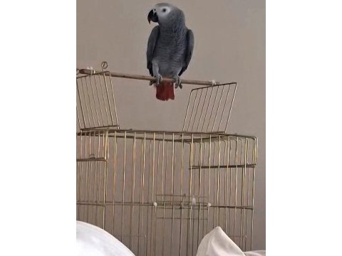 Konuşan jako papağanı