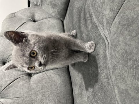 2 aylık safkan british blue renk erkek