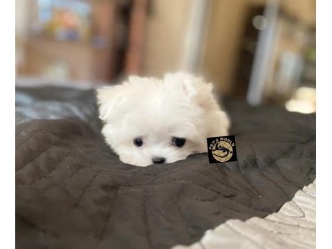 Maltese yavrularımız
