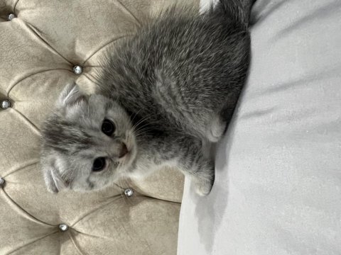 Scottish fold kedimizi sahiplendirme adana