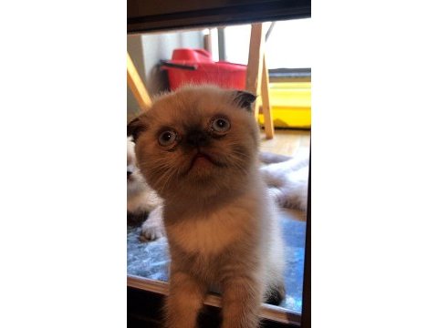 Minik scottish fold kızımızı sahiplendiriyoruz