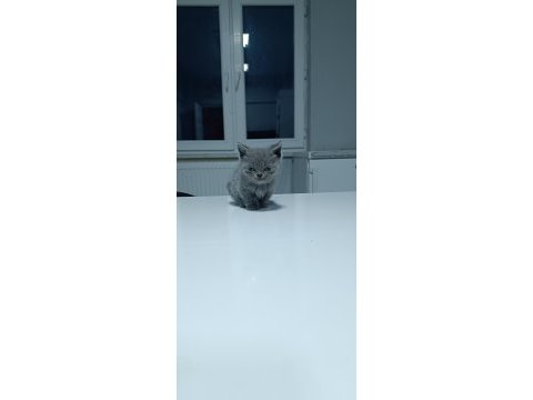 2 aylık 4 tane yavru british shorthair