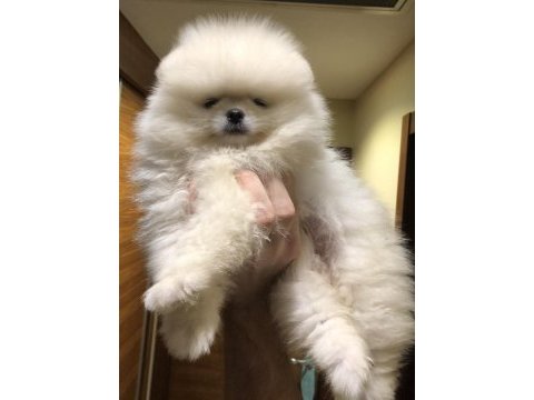 3 aylık erkek muhteşem kalitede pomeranian boo