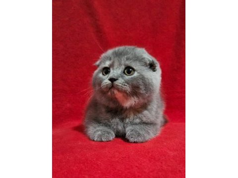 Koca kafalı sıfır kulak scottish fold yavrularımız