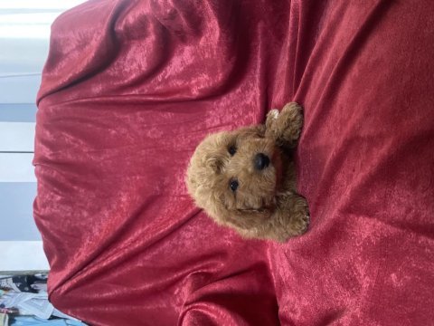 Mini boy maltıpoo oğlumuz