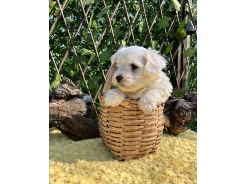 Kar beyaz ırk garantili maltese terrier yavrular