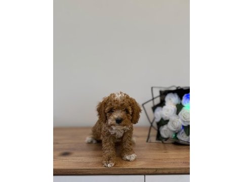 Premium güzellik toy poodle