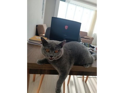 12 aylık british shorthair