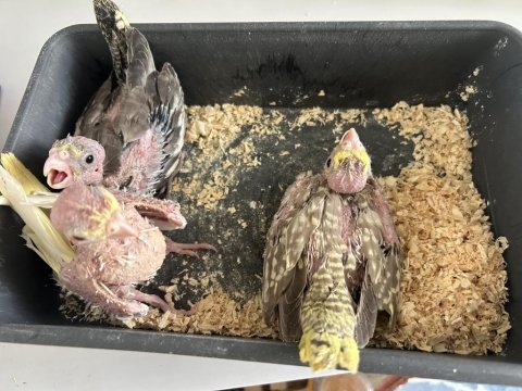 30 günlük yavru sultan papağanı