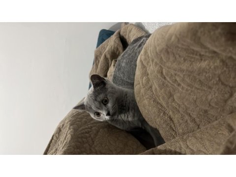 3-4 aylık british shorthair evcil