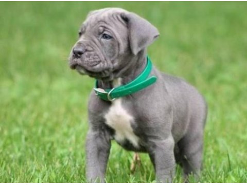 Safkan cane corso yavrular