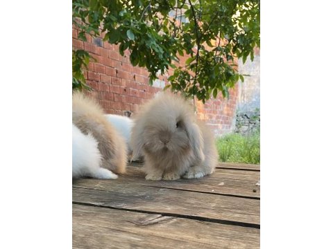 Hollanda lop ve teddy lop tavşan yavrularımız