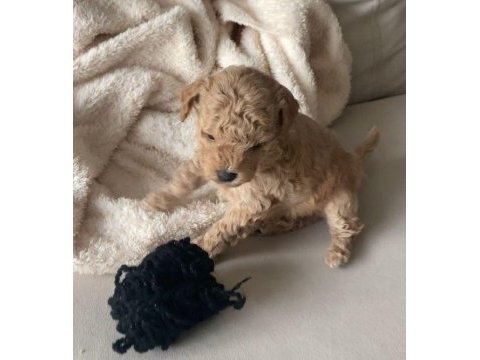 Apricot toy poodle