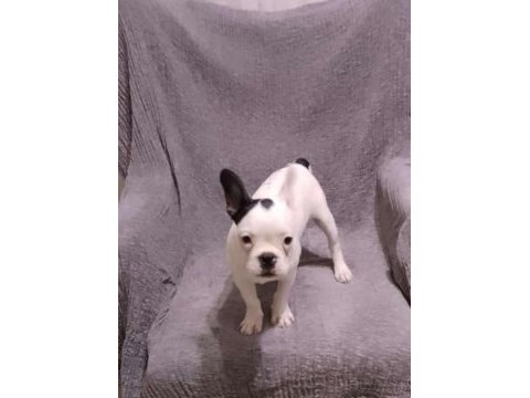 4 aylık aşılı french bulldog yavrumuz