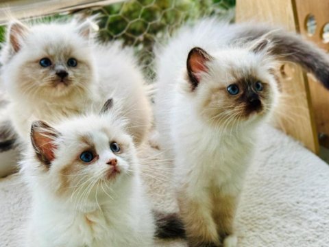 Yurtdışından anne ve baba şecereli ragdoll yavru kediler