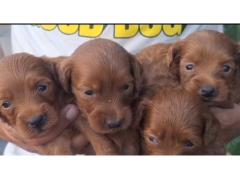 Tüm renk maltipoo köpekler mevcut