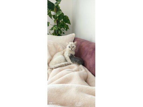 1 yaşında annelik tecrübesi var gümüş poind kedim