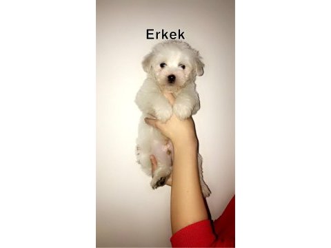 Maltese terrier bebekler 45 günlük