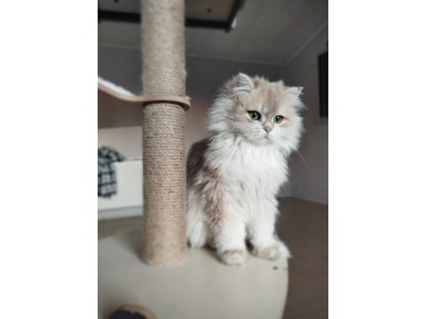 British longhair erkek