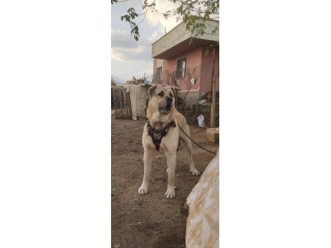 Kangalların psikopatı
