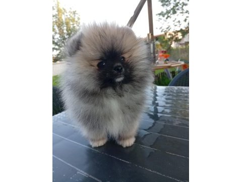 Şampiyon babadan erkek dişi pomeranian yavrular