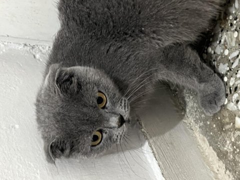 Kedimiz scottish fold