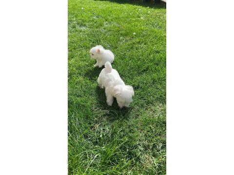 Maltipoo yavrularımız yeni yuvasına gitmeye hazır