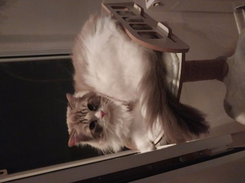 Ragdoll erkek 4 yaşında kısır şecereli