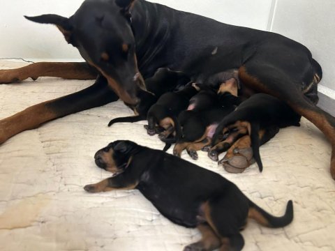 Doberman dişi erkek king yavru
