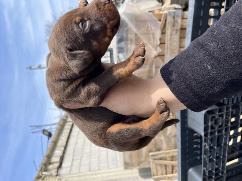 Europen baba a şecereli kızıl ve siyah doberman yavrular