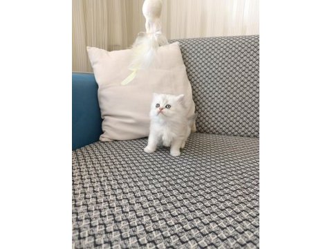 Silver kız kardeş kediler