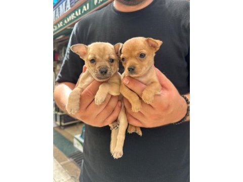 Minyatür pinscher yavrusu 45 günlük