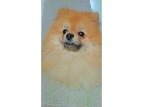 Mükemmel kürk yapısına sahip pomeranian dişi