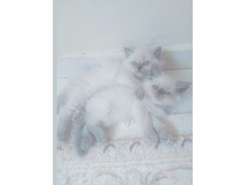 İran chinchilla ve iran persian