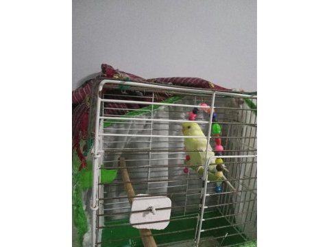 Albino muhabbet kuşu