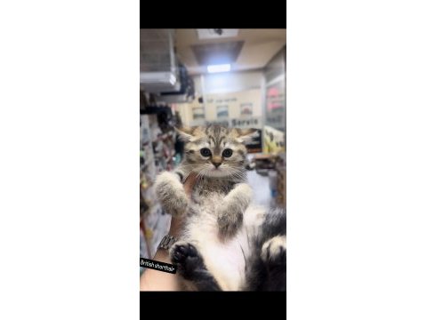 British shorthair tuvalet eğitimli