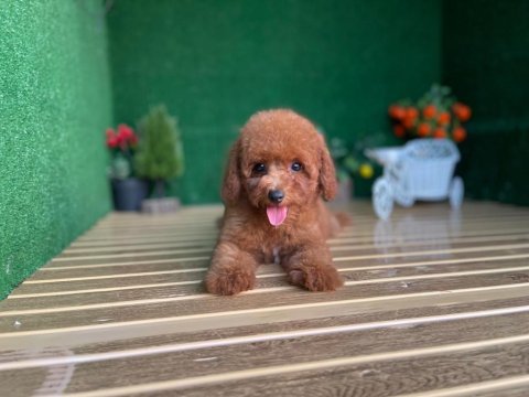 Toy poodle köpekler referans yavru