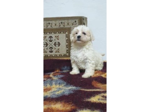 A kalite maltese bebekler