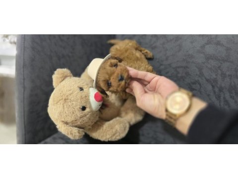 Toy poodle dişi ve erkek yavrumuz