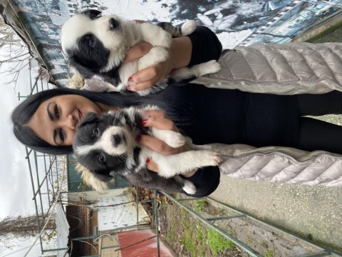 Zeka küpü border collie yavrularım
