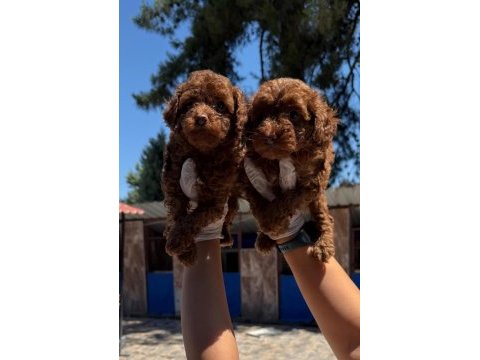 Toy poodle bebek köpeklerimiz
