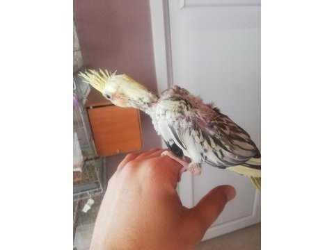 Yeni yeme düşecek olan pied sultan yavruları