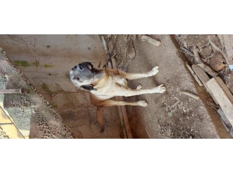 16 aylık safkan erkek kangal köpeği