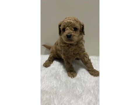 Irk garantili tam toy poodle yavrular dişi erkek