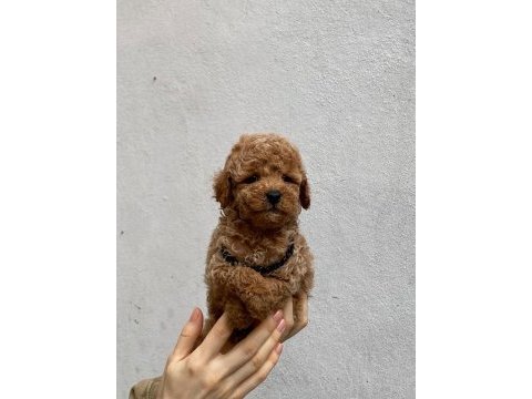 Sakan orjinal teacup poodle