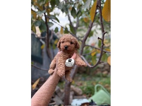 Toy poodle yavrumuz