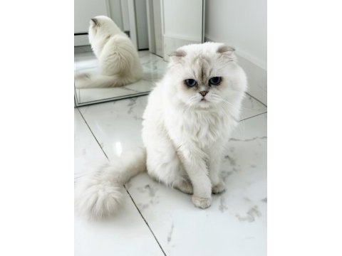 Masmavi gözlü scottish fold kedim